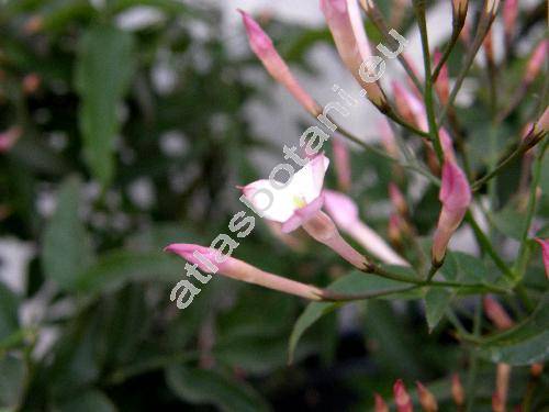 Jasminum polyanthum Franch. (Jasminum delafieldii, Jasminum excellens)