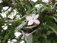 Jasminum polyanthum Franch. (Jasminum delafieldii, Jasminum excellens)