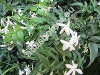 Jasminum polyanthum Franch. (Jasminum delafieldii, Jasminum excellens)