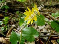 Ficaria calthifolia Rchb. (Ranunculus ficaria subsp. calthifolia (Reich.) Arcan., Fiacaria verna Hudson subsp. calthifolia (Reich.) Vel.)