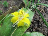 Erythronium 'Pagoda' (Erythronium hybridum 'Pagoda')