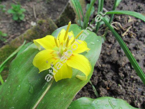 Erythronium 'Pagoda' (Erythronium hybridum 'Pagoda')