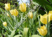 Tulipa batalinii (Tulipa linifolia)