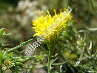 Aster linosyris (L.) Bernh. (Linosyris vulgaris DC., Crinitina linosyris (L.) Sojk, Chrysocoma linosyris L., Galatella linosyris (L.) Reich., Crinitaria linosyris (L.) Less.)