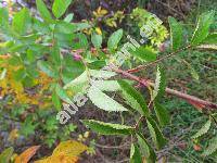 Rosa canina L.