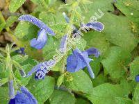 Salvia patens