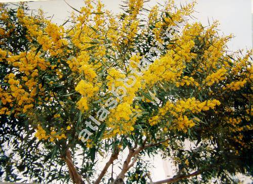 Acacia saligna (Acacia saligna (Lab.) Wendl. fil., Acacia cyanophylla Lindl)
