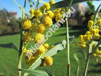 Acacia saligna (Acacia saligna (Lab.) Wendl. fil., Acacia cyanophylla Lindl)