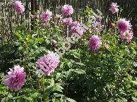 Dahlia 'Fascination' (Dahlia pinnata)