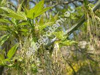 Acer negundo L. (Negundo aceroides Moench, Negundo fraxinifolium Nutt.)