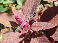 Amaranthus hypochondriacus L. (Amaranthus chlorostachys var. erythrostachys (Moq.) Aellen)