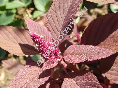 Amaranthus hypochondriacus L. (Amaranthus chlorostachys var. erythrostachys (Moq.) Aellen)