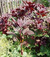 Amaranthus hypochondriacus L. (Amaranthus chlorostachys var. erythrostachys (Moq.) Aellen)