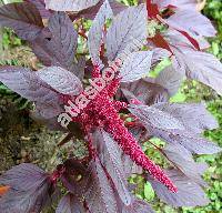 Amaranthus hypochondriacus L. (Amaranthus chlorostachys var. erythrostachys (Moq.) Aellen)