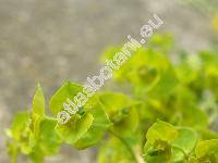 Euphorbia esula L. (Tithymalus esula (L.) Hill)