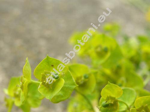 Euphorbia esula L. (Tithymalus esula (L.) Hill)