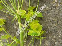 Euphorbia esula L. (Tithymalus esula (L.) Hill)