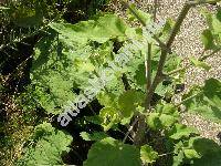 Arctium minus (Hill) Bernh. (Lappa minor Hill, Lappa bardana Moench subsp. minor (Hill) elak.,)