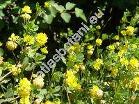 Trifolium campestre Schreber (Chrysapsis campestre (Schreb.) Desv.)