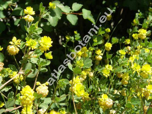 Trifolium campestre Schreber (Chrysapsis campestre (Schreb.) Desv.)