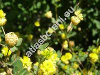 Trifolium campestre Schreber (Chrysapsis campestre (Schreb.) Desv.)