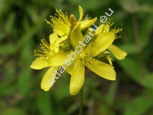 Hypericum montanum L.