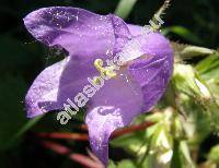 Campanula trachelium L. (Campanula urticifolia Schmidt, Tracheliopsis vulgaris Opiz)