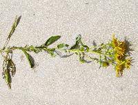 Inula britannica L.
