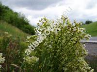 Cardaria draba L. (Lepidium draba L.)