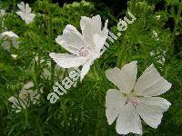 Malva moschata L. (Alcea pinnatifida Gilib., Bismalva moschata (L.) Med., Althaea)