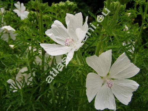 Malva moschata L. (Alcea pinnatifida Gilib., Bismalva moschata (L.) Med., Althaea)