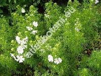 Malva moschata L. (Alcea pinnatifida Gilib., Bismalva moschata (L.) Med., Althaea)