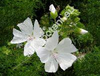 Malva moschata L. (Alcea pinnatifida Gilib., Bismalva moschata (L.) Med., Althaea)