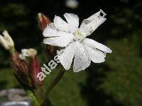 Silene latifolia Poiret subsp. alba (Mill.) (Melandrium album Garc.)