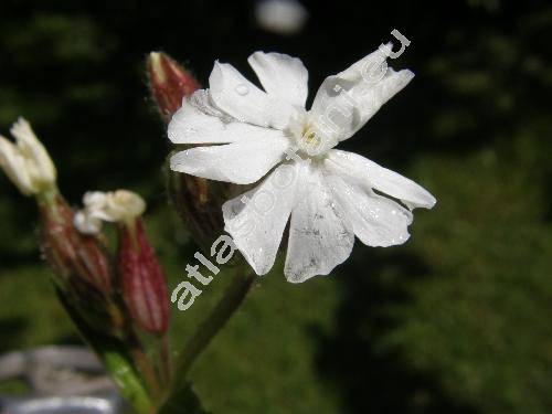 Silene latifolia Poiret subsp. alba (Mill.) (Melandrium album Garc.)
