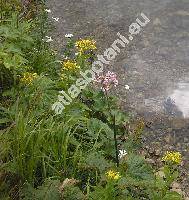 Senecio germanicus Wallr. (Senecio jacquinianus Reich., Senecio nemorensis)