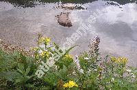 Senecio germanicus Wallr. (Senecio jacquinianus Reich., Senecio nemorensis)