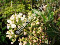 Viburnum carlesii Hemsl.