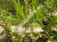 Lonicera fragrantissima Lindl. et Paxt. (Lonicera odoratissima)