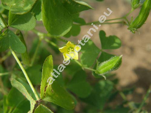 Oxalis fontana Bunge (Xanthoxalis fontana, Oxalis stricta L., Oxalis europaea)