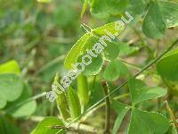 Oxalis fontana Bunge (Xanthoxalis fontana, Oxalis stricta L., Oxalis europaea)