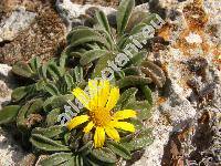 Asteriscus maritimus (L.) Less. (Odontospermum maritimum (L.) Schultz.-Bip., Pallenis maritima (L.) Greut.)