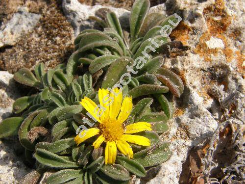 Asteriscus maritimus (L.) Less. (Odontospermum maritimum (L.) Schultz-Bip., Pallenis maritima (L.) Greut.)