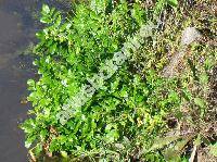 Berula erecta (Huds.) Coville (Sium erectum Huds., Berula angustifolia)