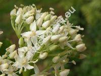 Cornus alba L. (Swida alba (L.) Opiz, Thelycrania)