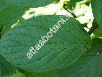 Cornus alba L. (Swida alba (L.) Opiz, Thelycrania)