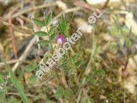 Vicia lathyroides L. (Ervum soloniense L.)