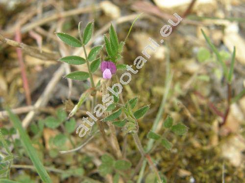 Vicia lathyroides L. (Ervum soloniense L.)