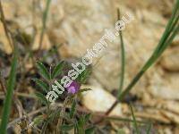 Vicia lathyroides L. (Ervum soloniense L.)