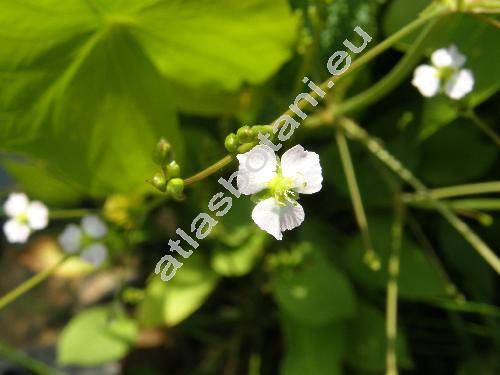 Alisma lanceolatum With.